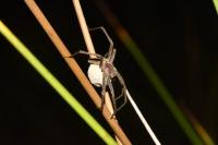 Pisaura mirabilis