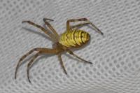 Argiope bruennichi