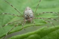 Dicranopalpus ramosus