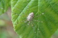 Dicranopalpus ramosus