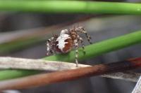 Oxyopes