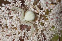 Misumena vatia