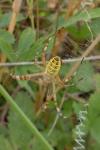 Argiope bruennichi