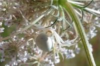 Misumena vatia