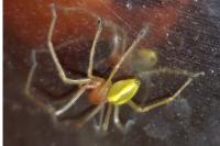 Cheiracanthium punctorium
