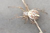 Neoscona adianta