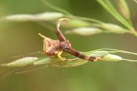 Pistius truncatus