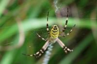 Argiope bruennichi