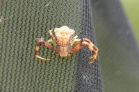 Pistius truncatus
