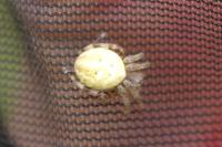 Araneus quadratus
