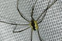 Mitopus morio
