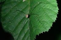 Leiobunum rotundum