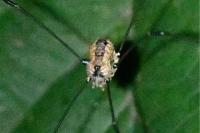 Leiobunum rotundum