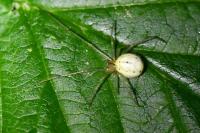 Enoplognatha
