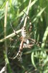 Argiope bruennichi