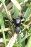 Evarcha arcuata