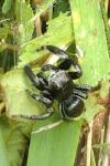 Evarcha arcuata