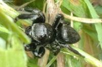 Evarcha arcuata