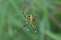 Argiope bruennichi