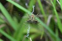 Argiope bruennichi