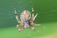 Agalenatea redii