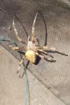 Araneus diadematus