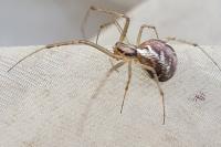 Linyphia triangularis