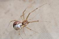 Linyphia triangularis