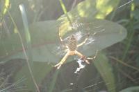 Argiope bruennichi