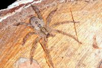 Zoropsis spinimana