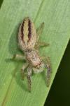 Marpissa radiata