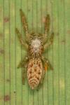 Marpissa radiata