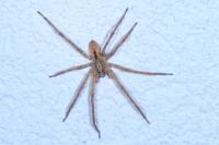 Zoropsis spinimana