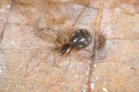 Steatoda triangulosa