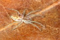 Nigma flavescens