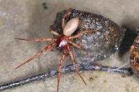 Harpactea rubicunda