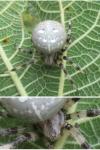 Araneus quadratus