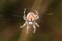 Agalenatea redii