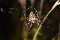 Araneus diadematus
