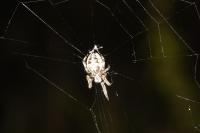 Larinioides cornutus