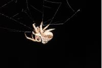 Agalenatea redii