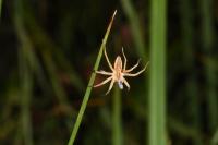 Pisaura mirabilis