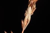 Tibellus