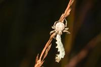 Xysticus