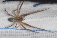 Metellina merianae