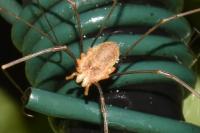 Opilio canestrinii