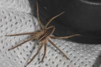 Pisaura mirabilis