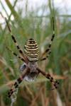 Argiope bruennichi