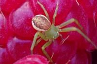 Diaea dorsata