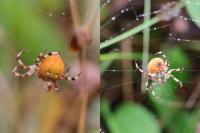 Araneus quadratus